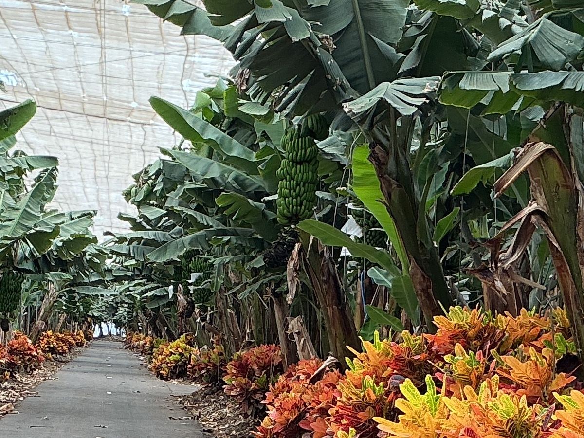 venue-bananenplantage-01